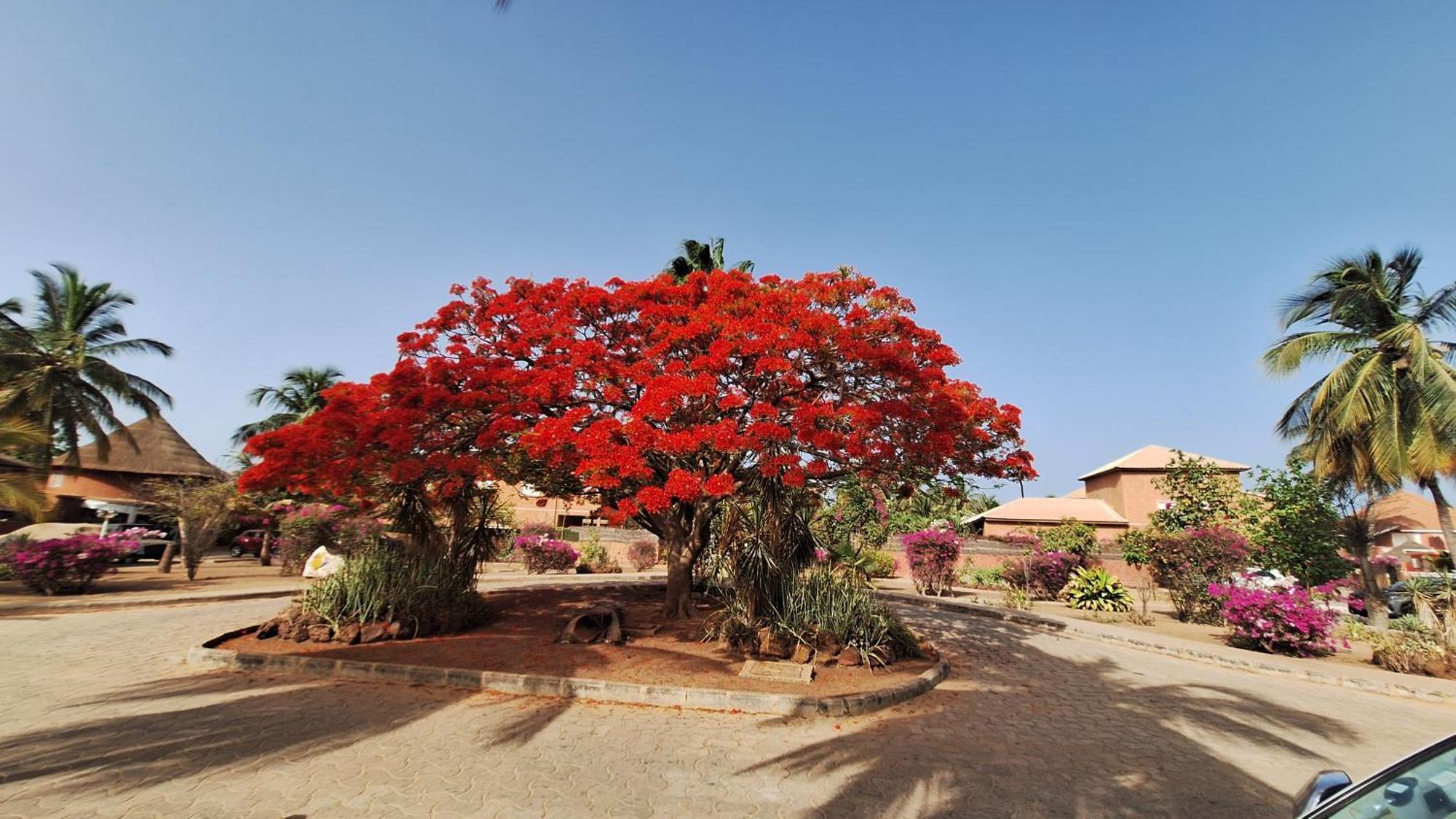 Safari Village - Case73 Saly Portudal Extérieur photo